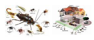 all pest control services